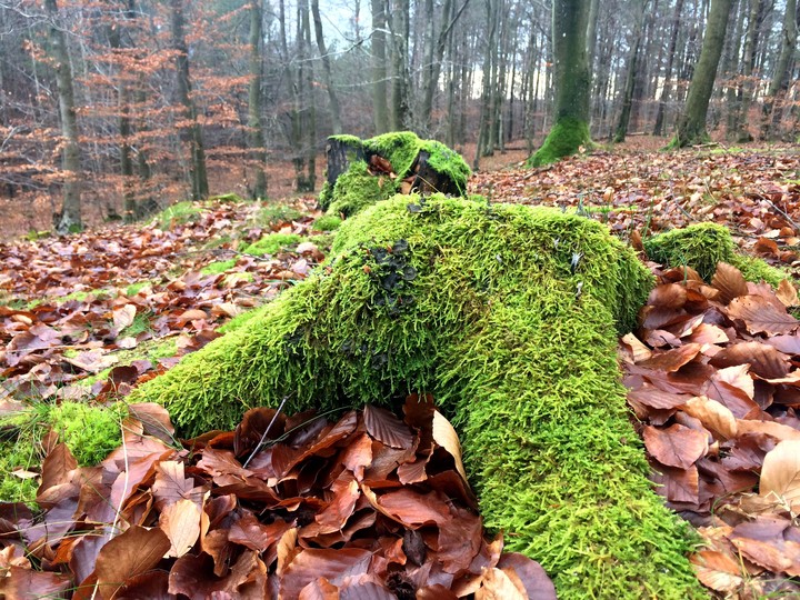 moss