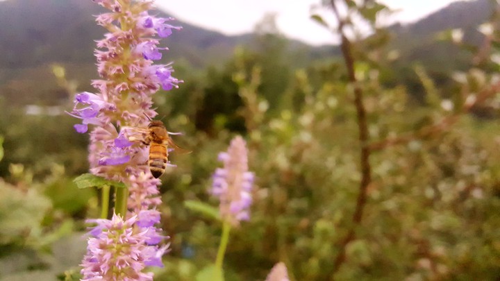 be free like bee