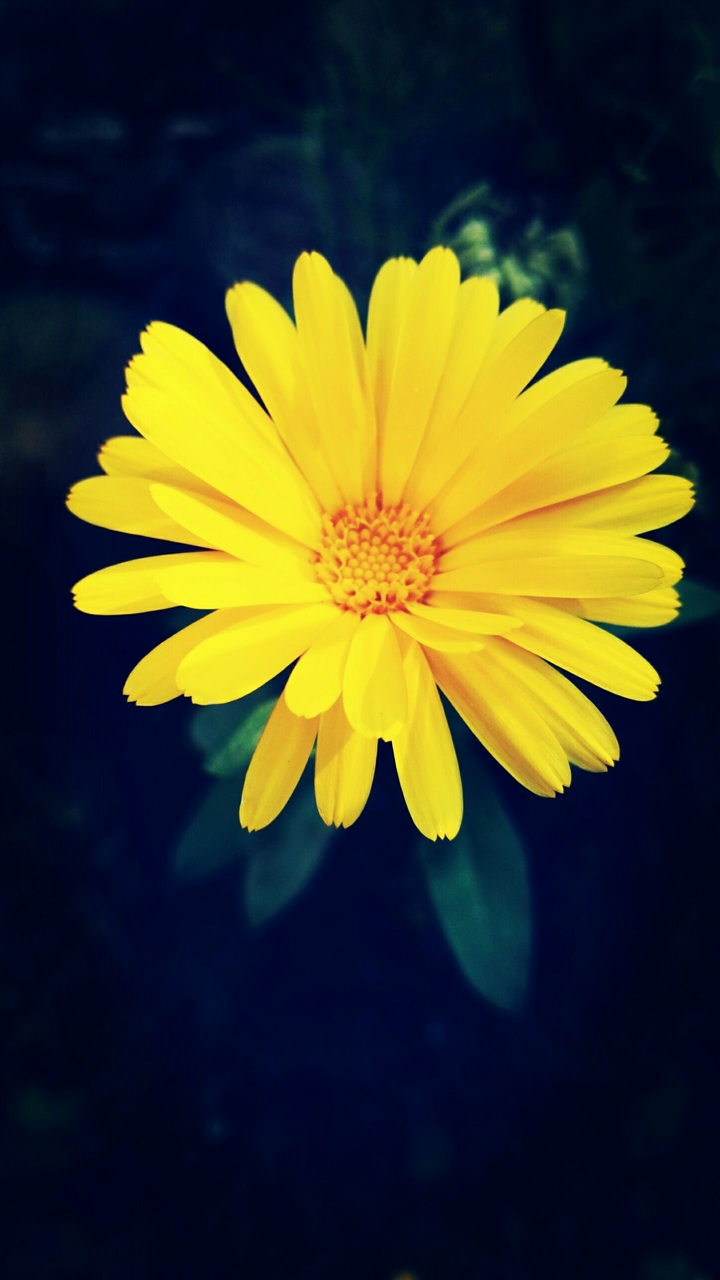 yellow is the new black
