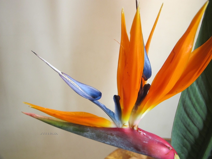 天堂鳥花 鶴望蘭 Bird of paradise flower