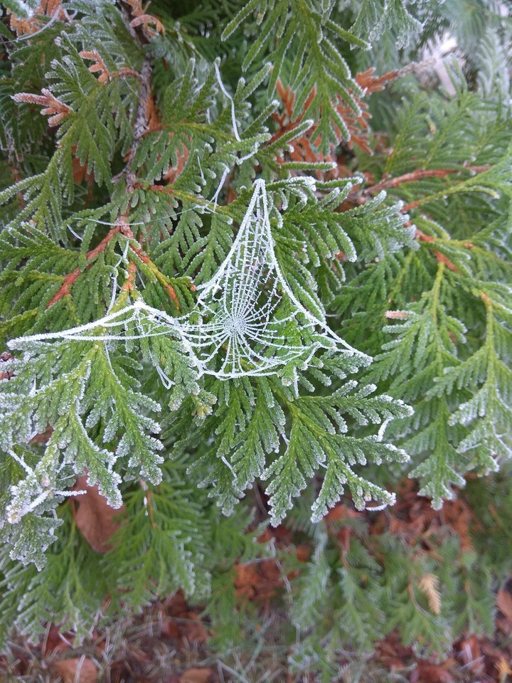Cold ❄
