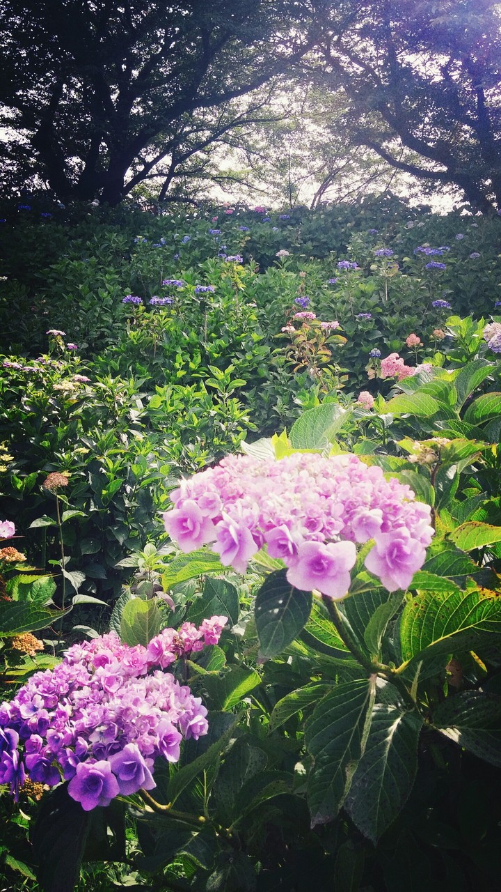 紫陽花と緑