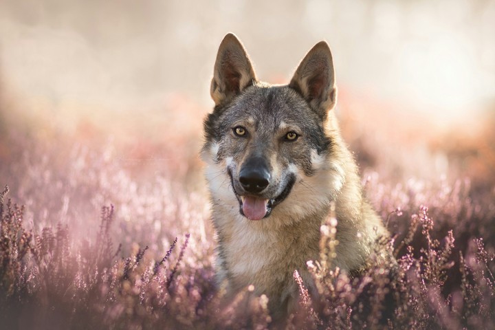 chien