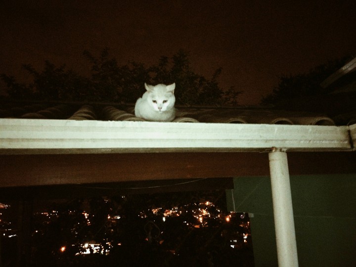 Cat. Your name is Patatá