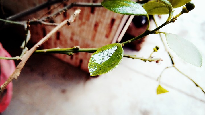 water drops on lemon leaves