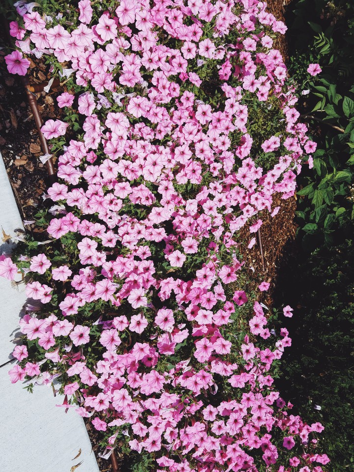 flora