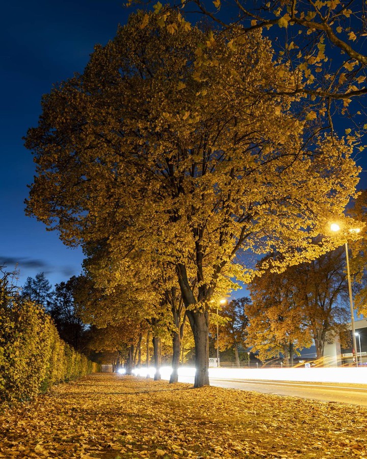 leaves of the autumn
