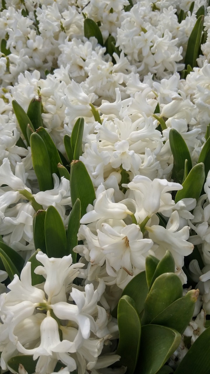 white flowers