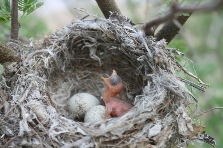 baby bird