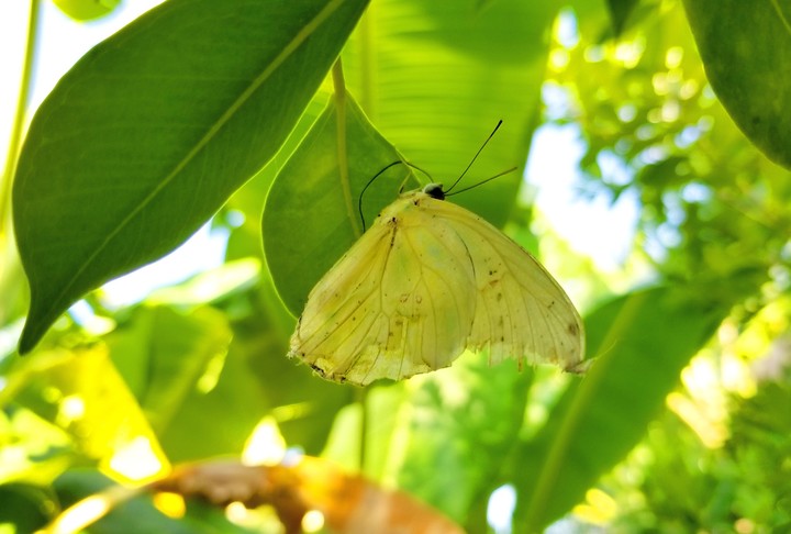 MARIPOSA AMARILLA EN DESCANSO, SAN LORENZO, GRO