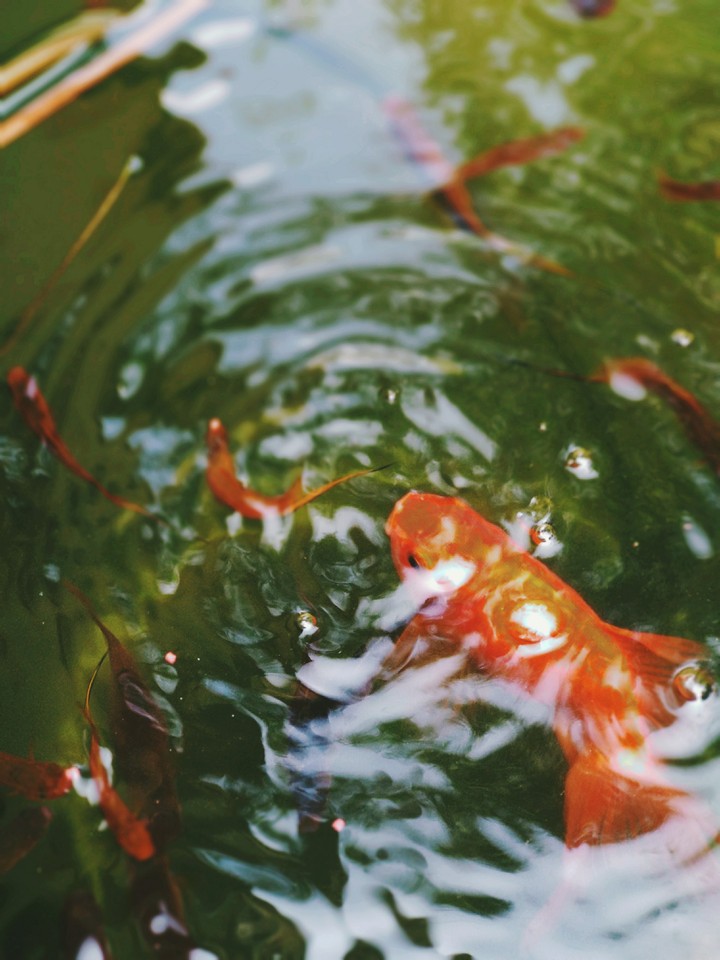 GoldFish