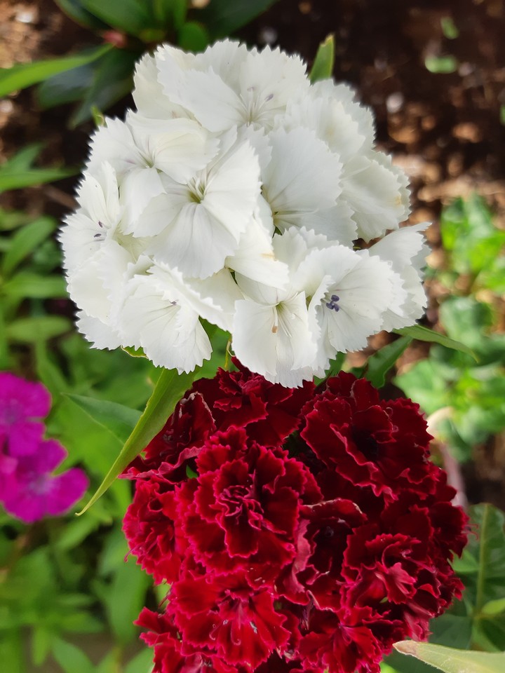 carnation white and red
