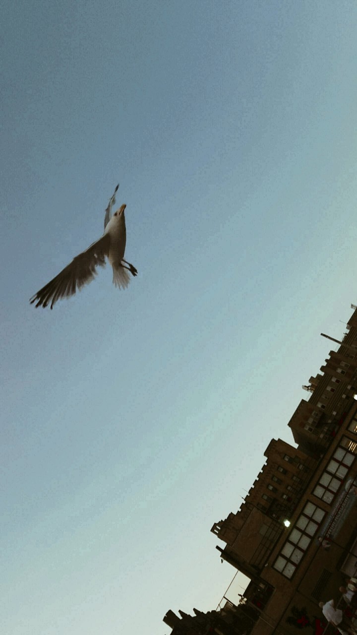 Fly