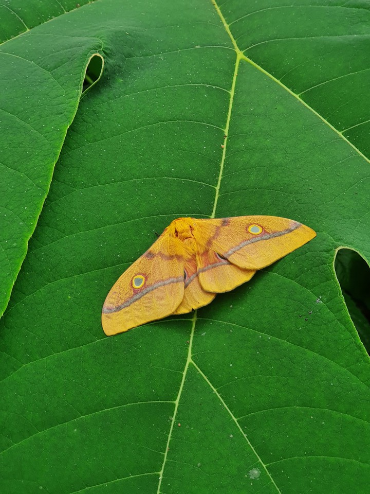 butterfly