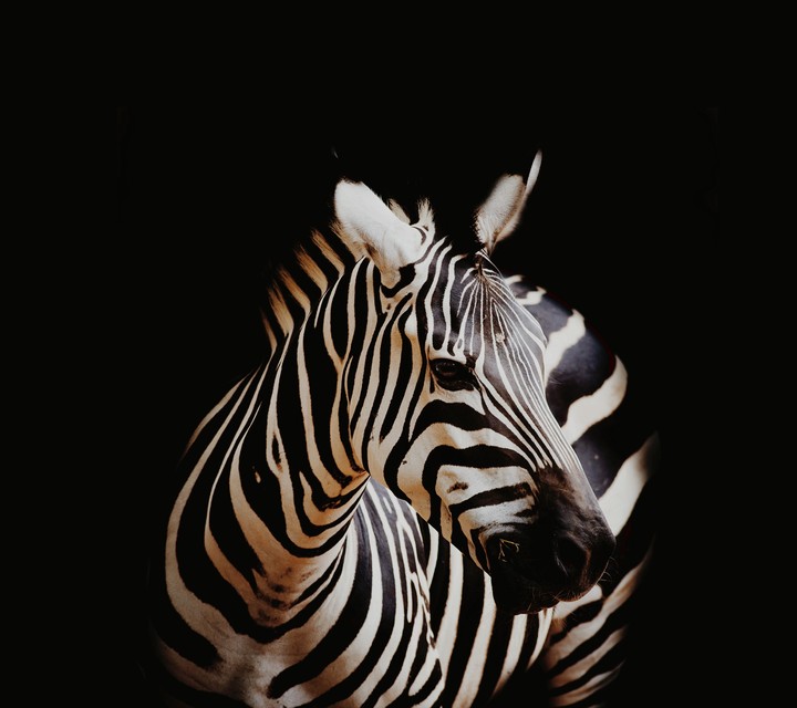 zebra