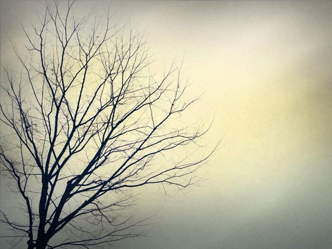 winter tree