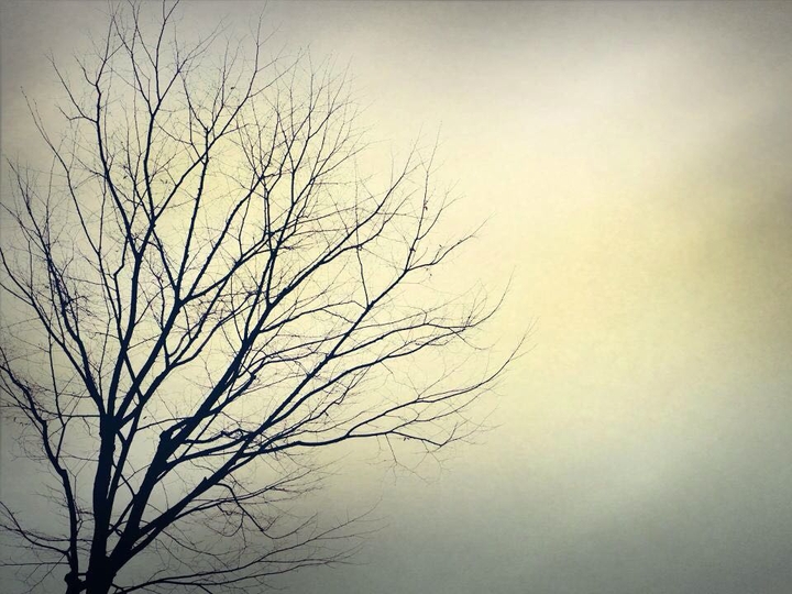 winter tree