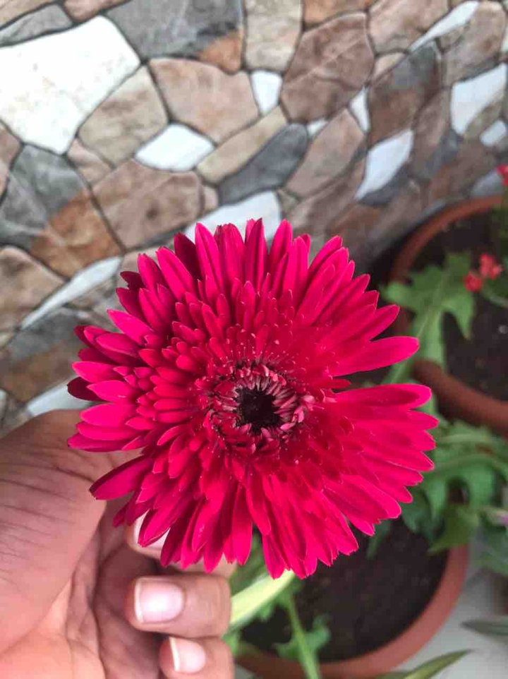 Chrysanthemum