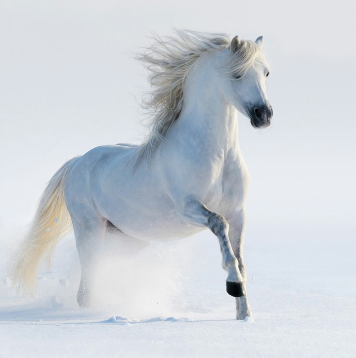 horse