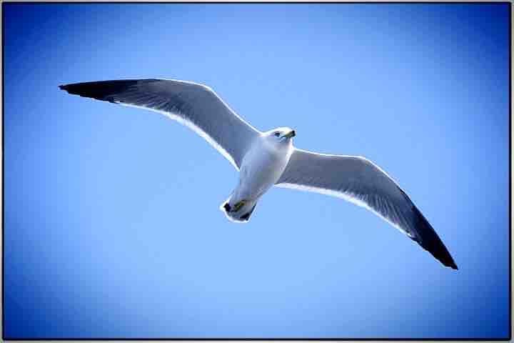 Freedom