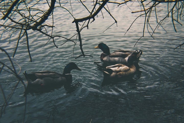 floating free
