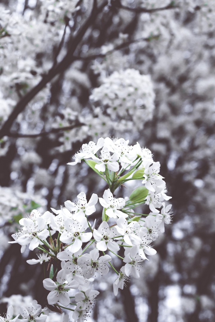 spring fling