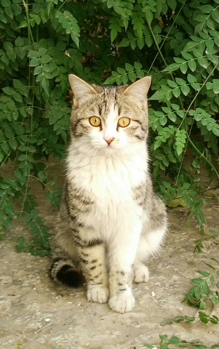 my cat