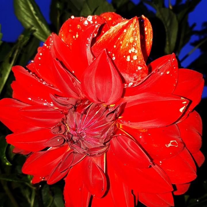 Linda Dalia ao anoitecer depois da chuva