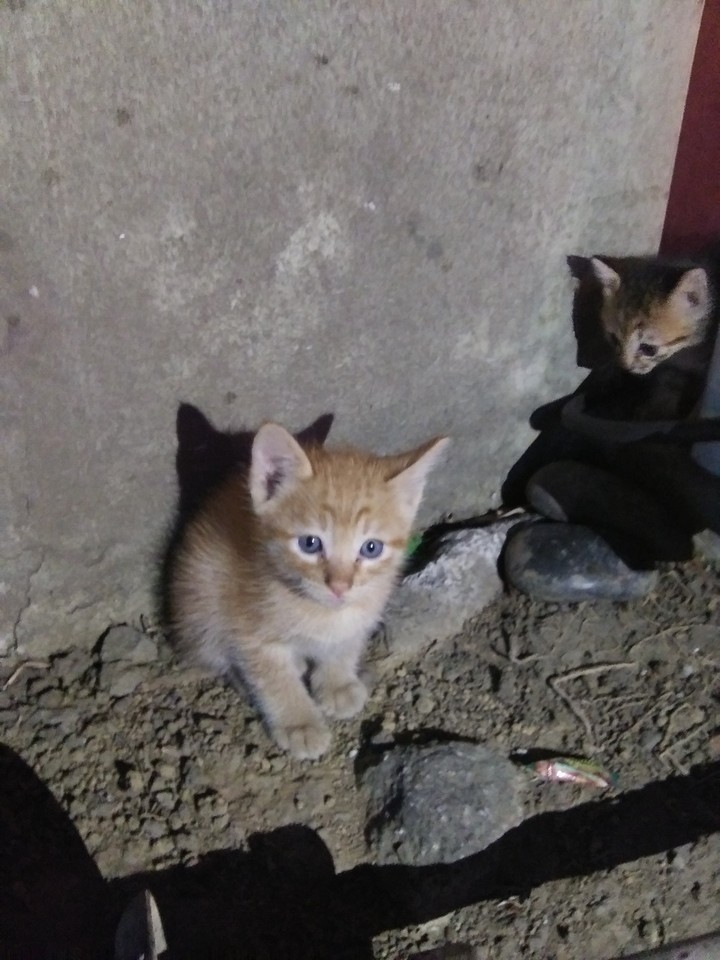 so cute