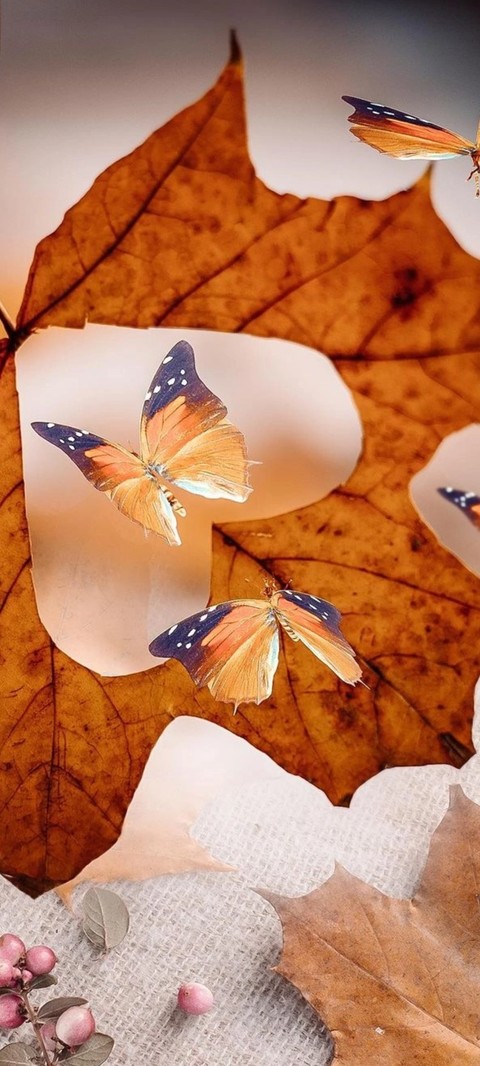 butterfly, leaf háttérképek