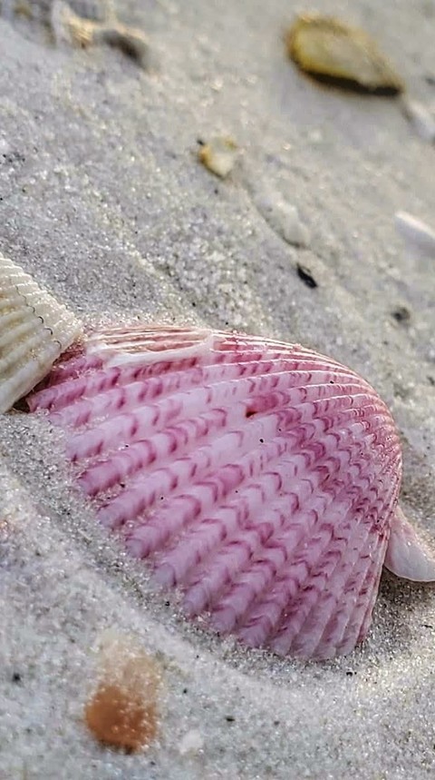 Sand, pink duvar kağıtları