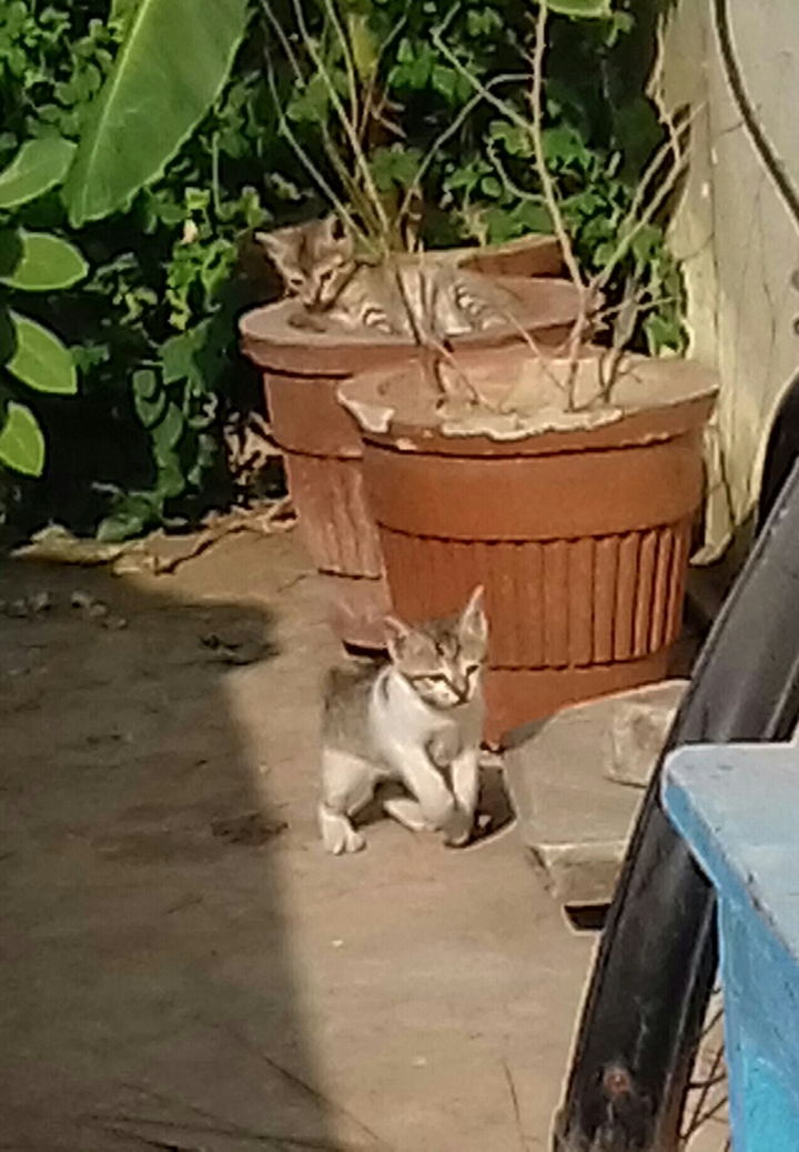 Kitten..