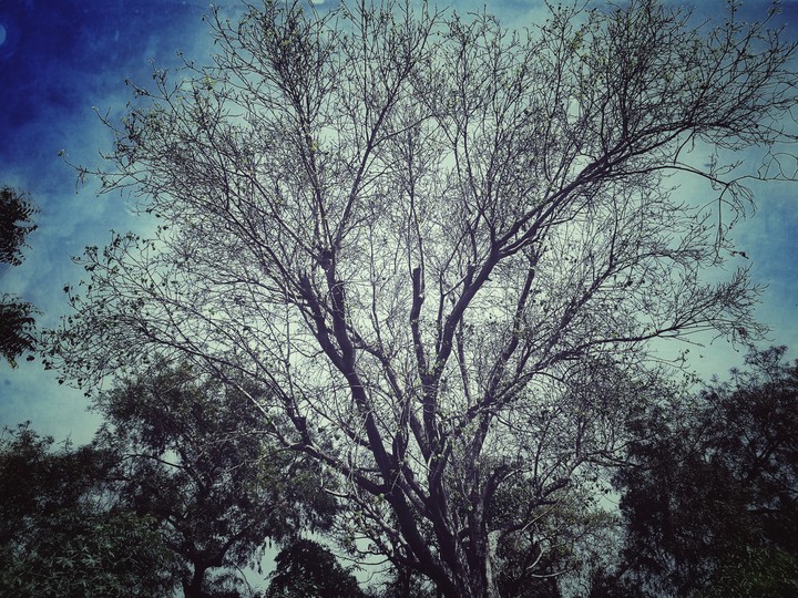 blue tree sky