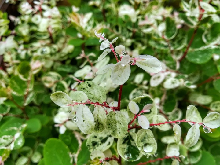 Rain drops on leaves