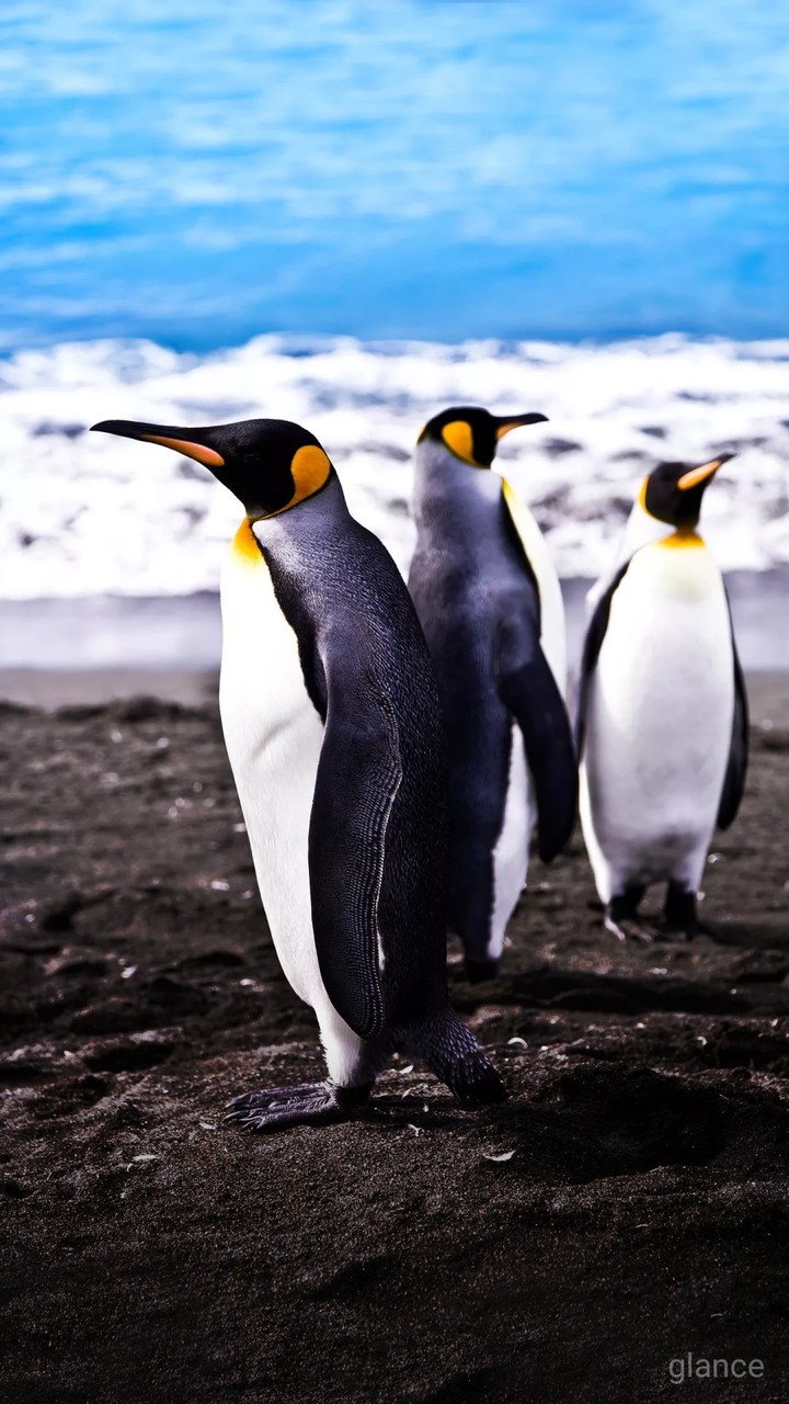 Penguins