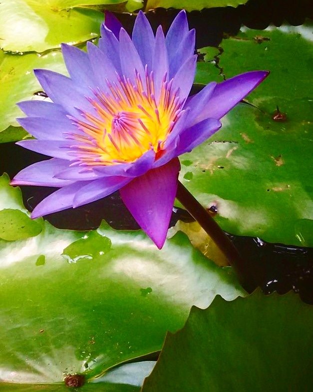 Blue lotus...