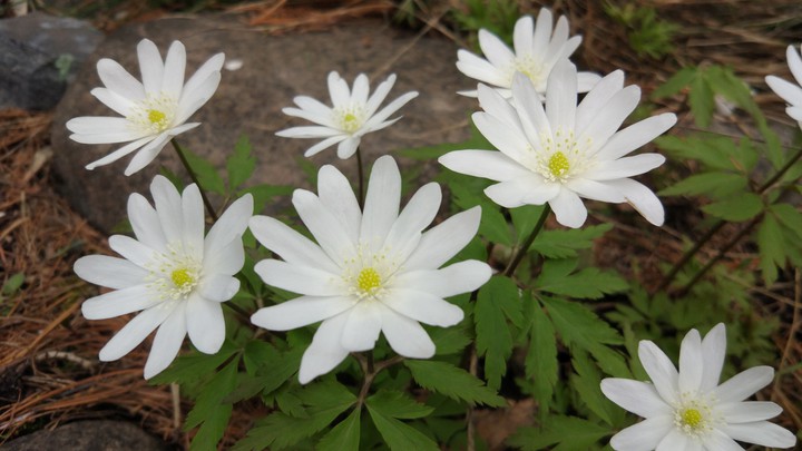 first spring flowers