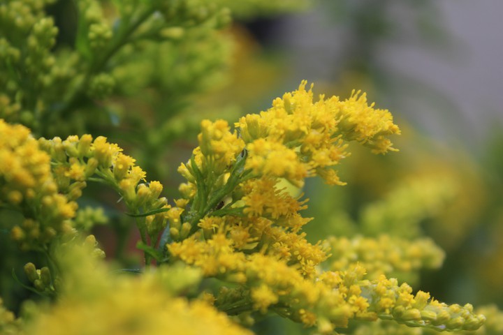 Golden flower