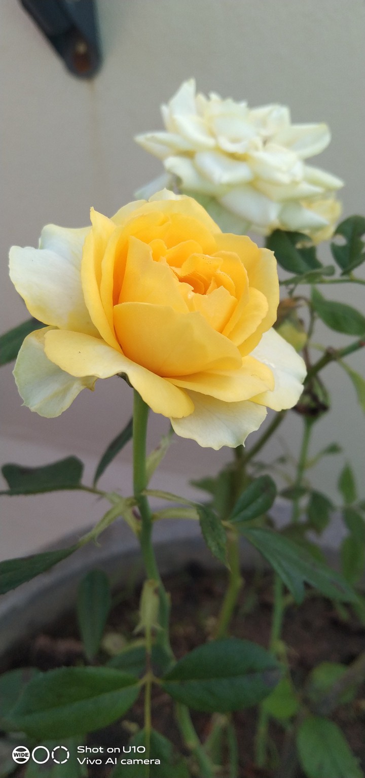 beautiful rose