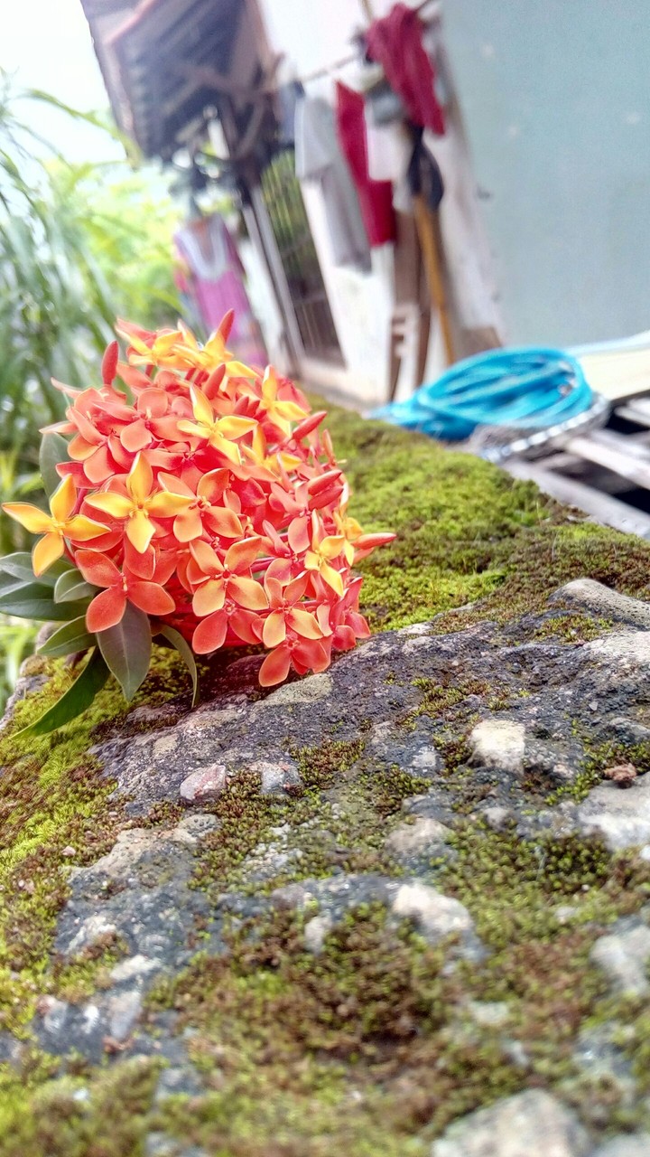 flower