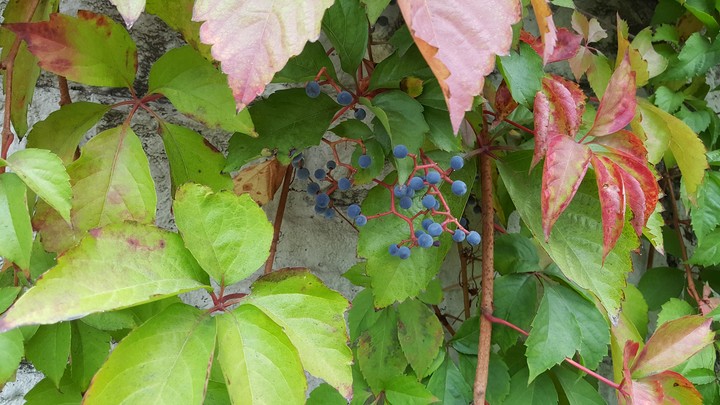 ivy-1