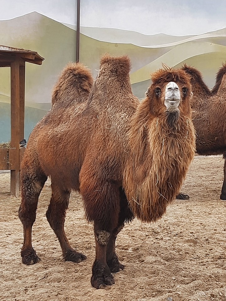 ZOO