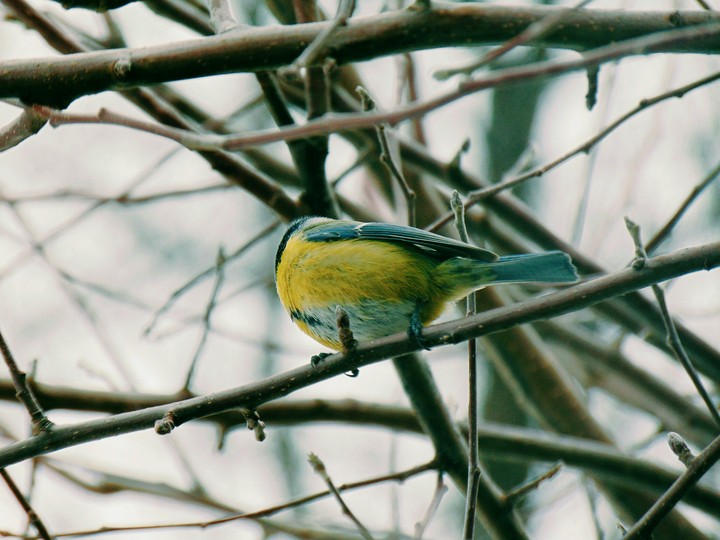 bird 