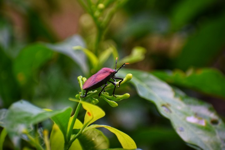 bugs
