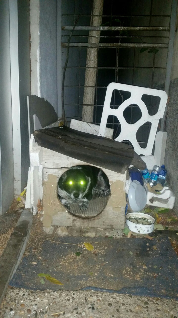 Creepy dog in his house.