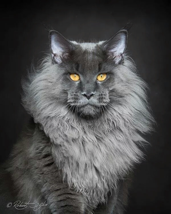 кот