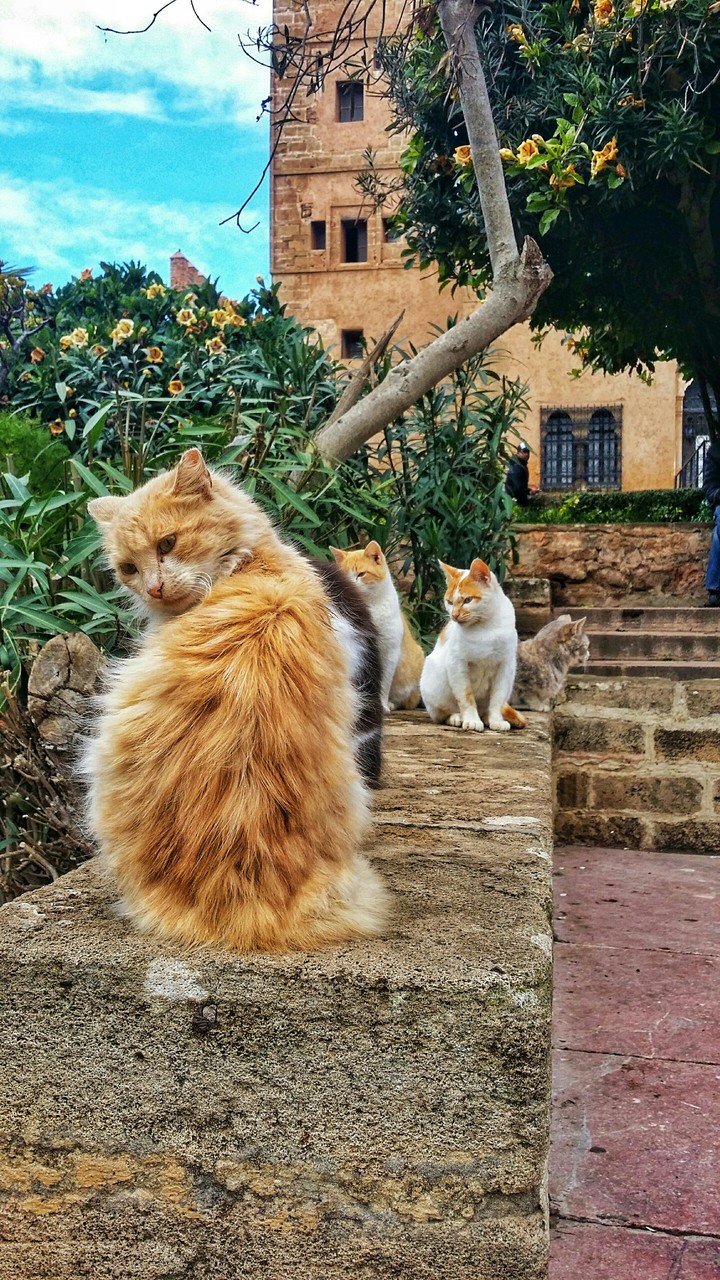 cats