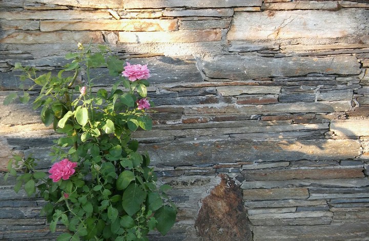 Rose's Love