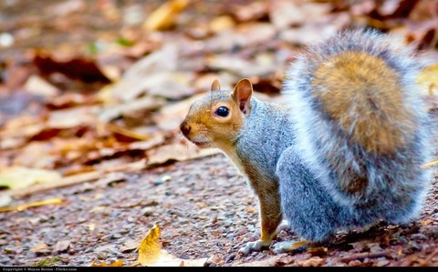 Squirrel