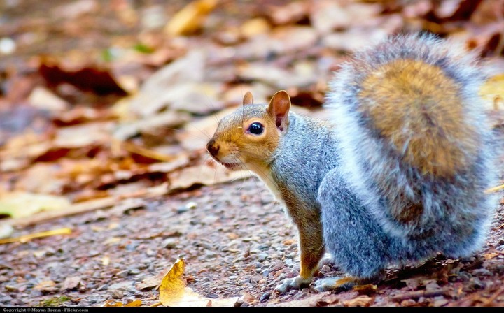 Squirrel